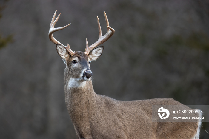 Alert buck whitetail deer.