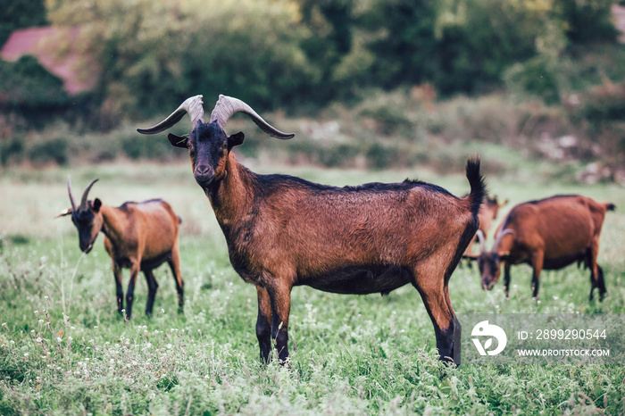 Herd of alpine goats grazing on meadow