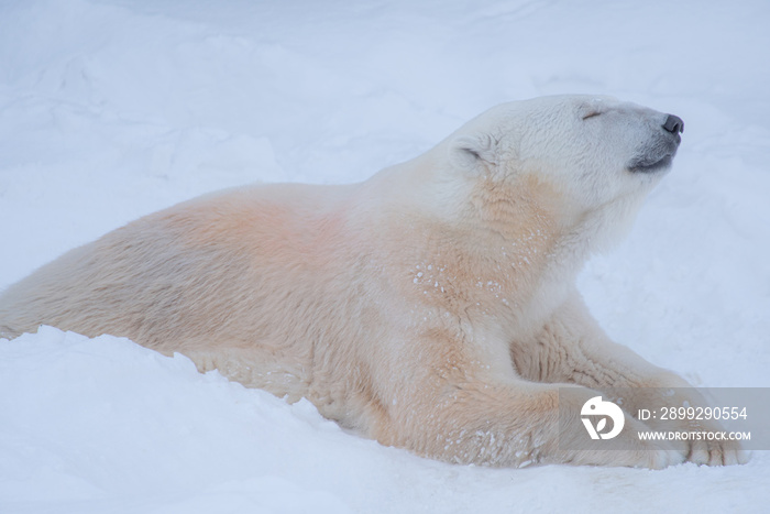 polar bear resting with relax face on snowing background