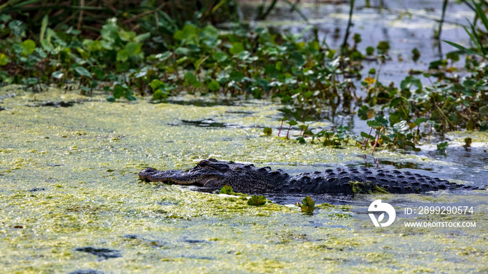 Slimy Alligator hunting in a swamp