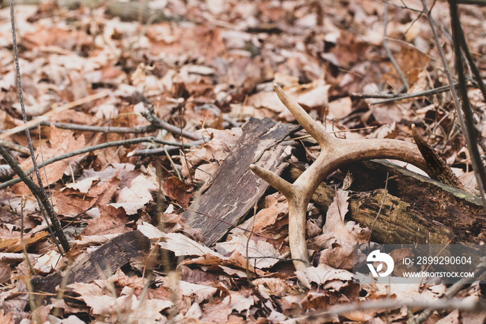 Chocolate colored antler laying on dead log in the woods