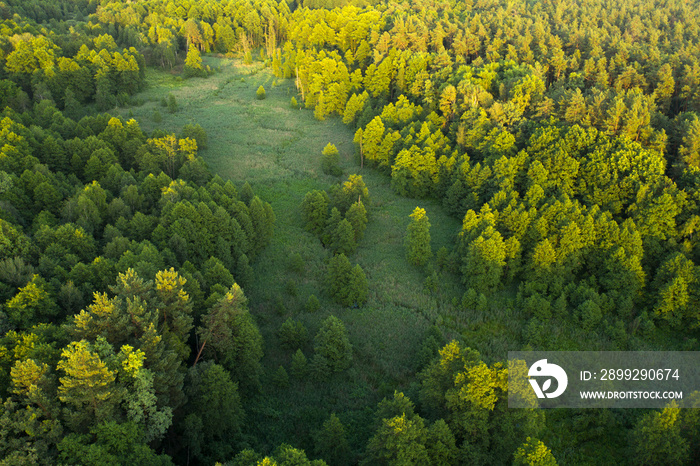 Wetlands in the summer forest. View from the drone.