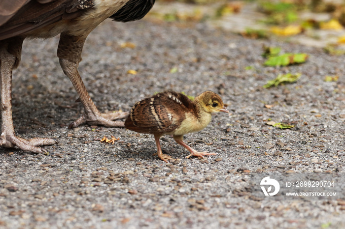 Peacock baby