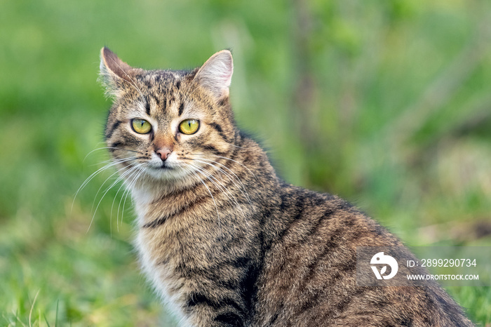 A brown tabby cat  in the garden on a background of green grass close-up