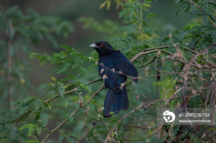 Asian koel perching on a bush