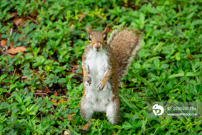 Eastern gray squirrel (Sciurus carolinensis) standing up on hind legs on grass - Topeekeegee Yugnee (TY) Park, Hollywood, Florida, USA