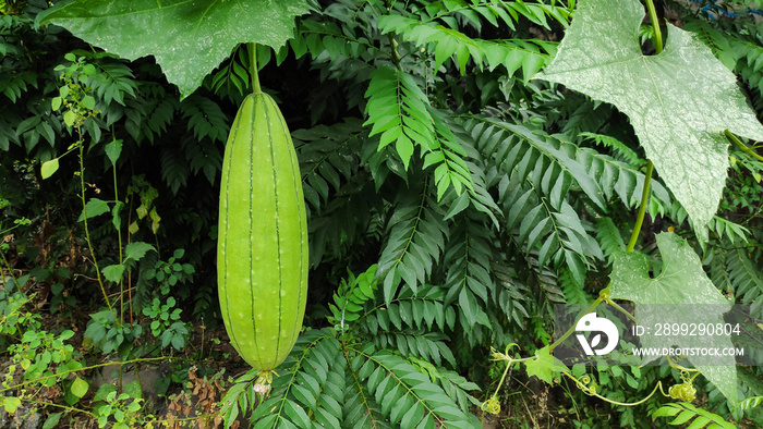 Luffa cylindrica, the sponge gourd, Egyptian cucumber or Vietnamese luff