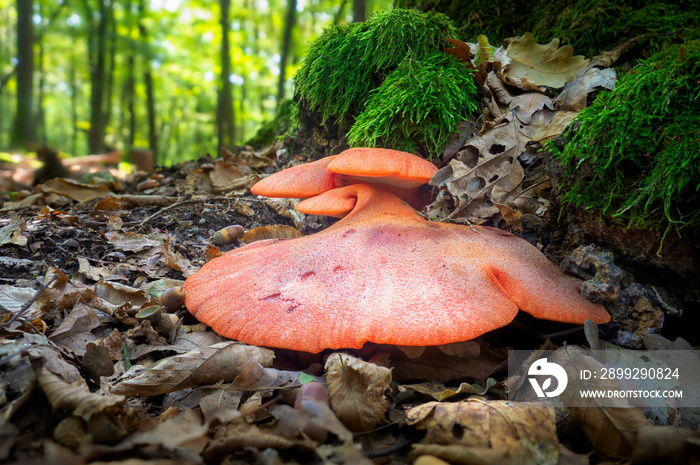 Close up of beefsteak fungus (Fistulina hepatica)