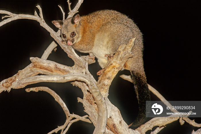 Common brushtail possum