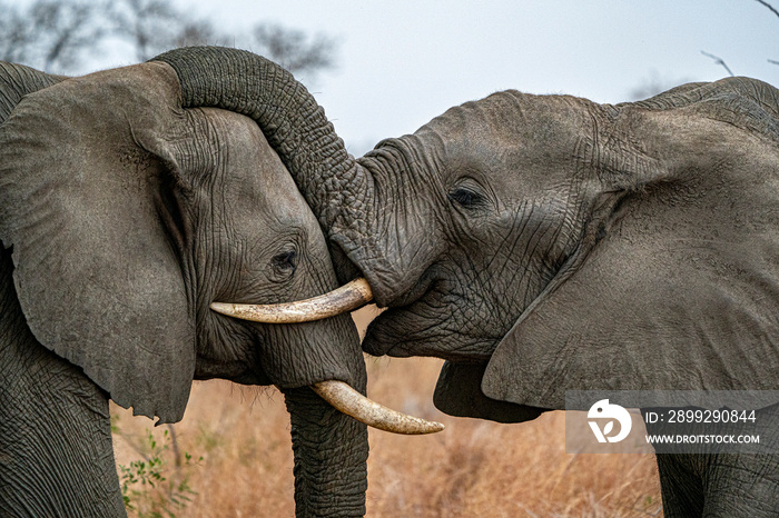 elephant playing in kruger park south africa