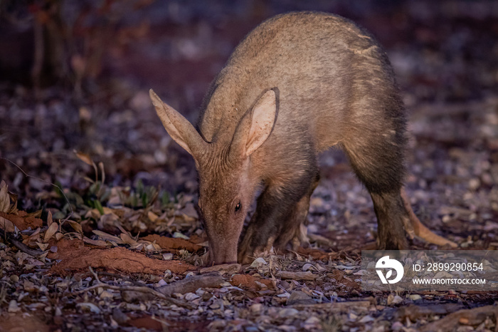 Aardvark foraging for ants in the early evening.