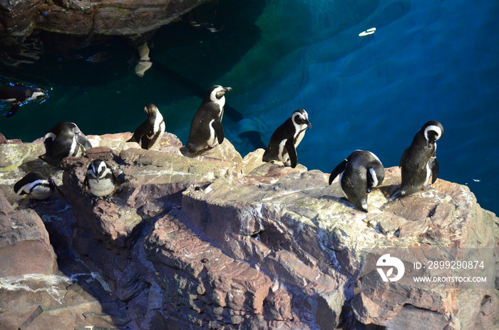 A flock of penguins