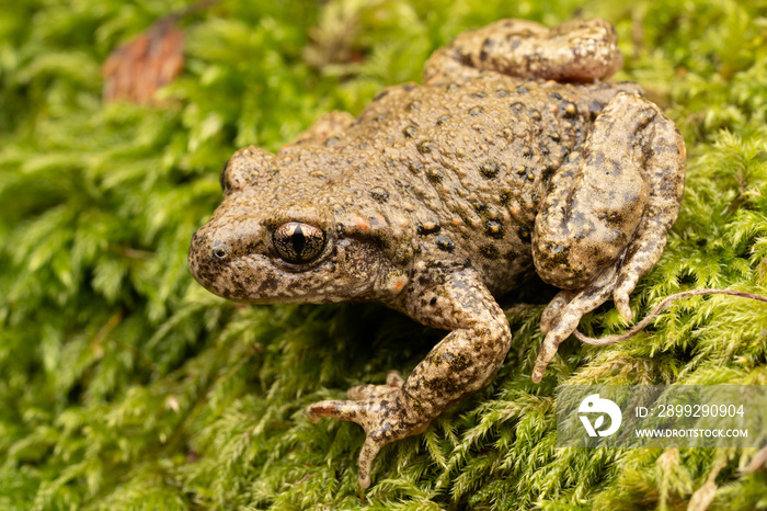 Crapaud accoucheur (Alytes obstetricans) France Pyrénnées