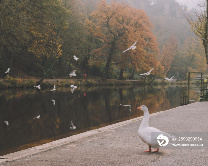 Goose and seagulls on a misty autumn morning in Matlock Bath, Derbyshire, UK