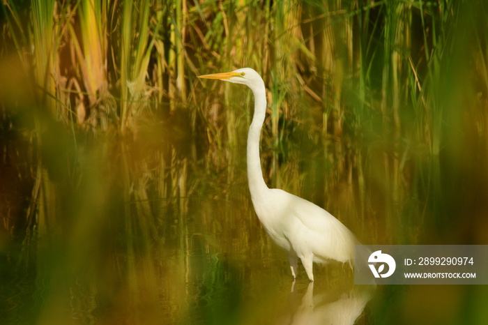 Great Egret (Ardea alba