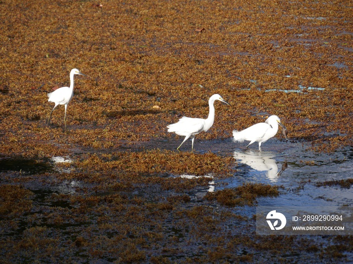 Aigrette neigeuse à la pêche sur un tapis de sargasses