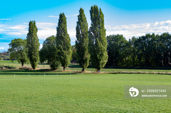 Poplars under blue sky in autumn