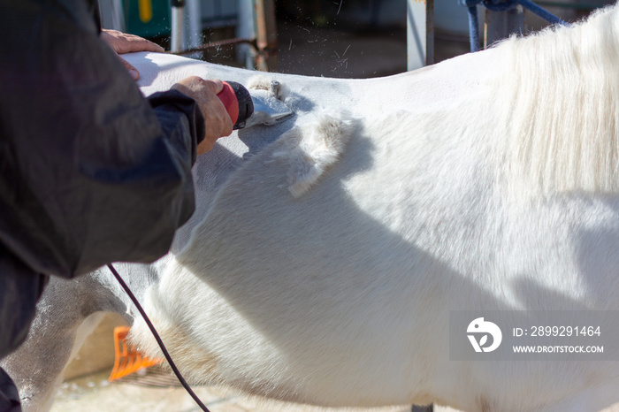 Man shearing a white horse with a professional clipper