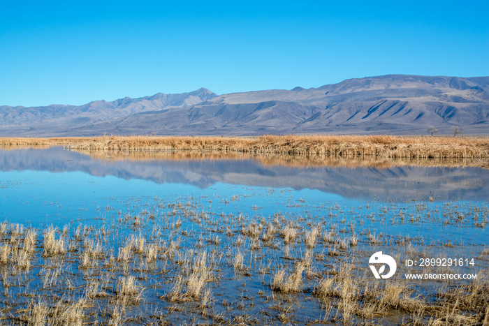 Foxtail Lake Wetlands Reflection, Rural Nevada