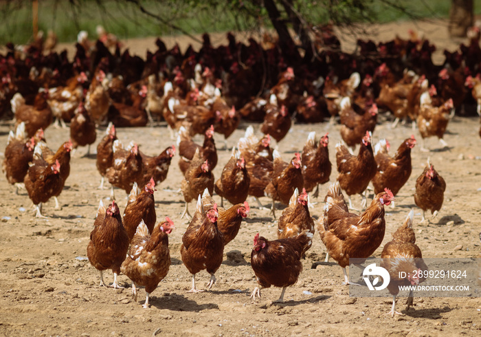 poules pondeuses dans une basse-cour d’un élevage en plein air