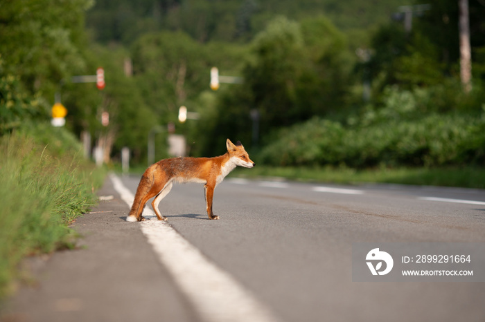 Hokkaido wild fox crossing the road