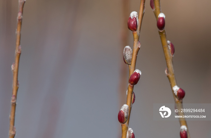 Pussywillow buds (Salix) emerging in early spring