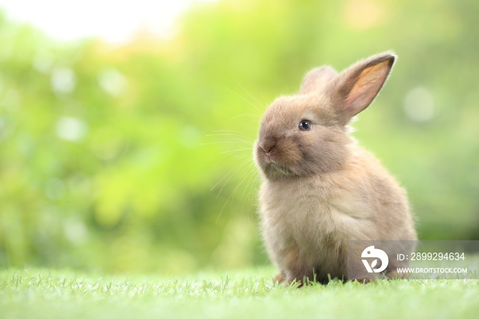 Cute little rabbit on green grass with natural bokeh as background during spring. Young adorable bunny playing in garden. Lovrely pet at park