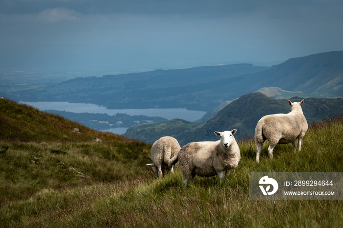 Sheep grazing in Lake District National Park, England