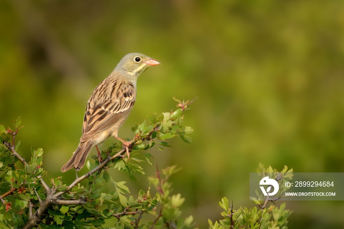 Ortolan Bunting (Emberiza hortulana) perched on a hawthorn branch