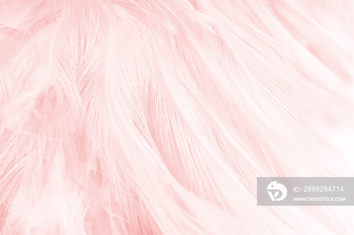 soft pink vintage color trends chicken feather texture background