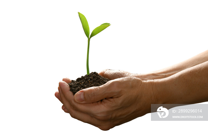 Hands holding and caring a green young plant isolated on white background