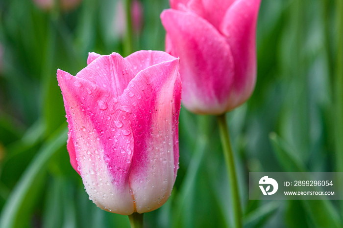 Portrait of pink tulip with raindrops blooming in a garden against a green foliage background