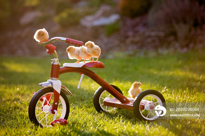 Tricycle with little chicks in garden,  baby chickens playing