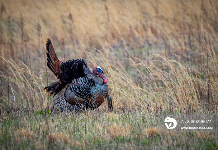 Beautiful male trukey with full display of tail feathers walks through the tall grass