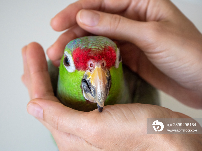 Portrait of a large green Amazon parrot in a gentle embrace. Rehabilitation of birds, love for parrots