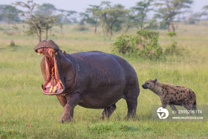 Hippo walking on the grass with open mouth while spotted hyena sniffing the Hippopotamus in Masai Mara game reserve in Kenya. African wildlife on safari