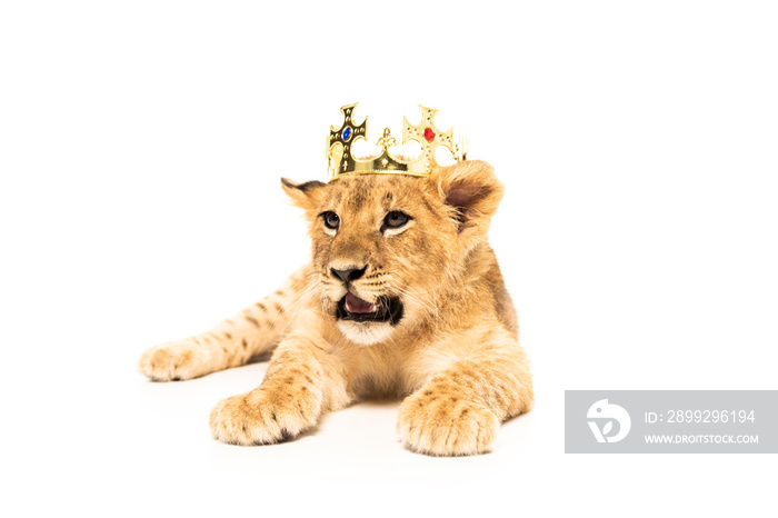 cute lion cub in golden crown isolated on white