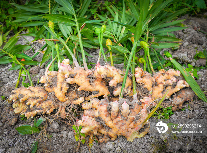 fresh ginger plant farm / harvest ginger root on field agricultural area on hill and green leaf dig from soil