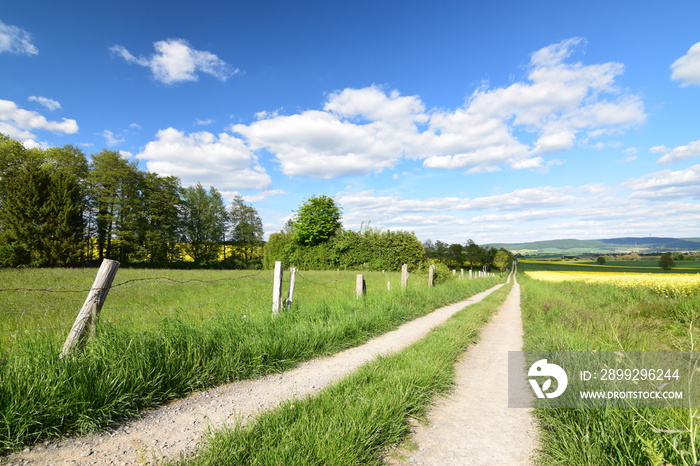 Frühlingslandschaft mit Feldweg und blühendem Raüsfeld