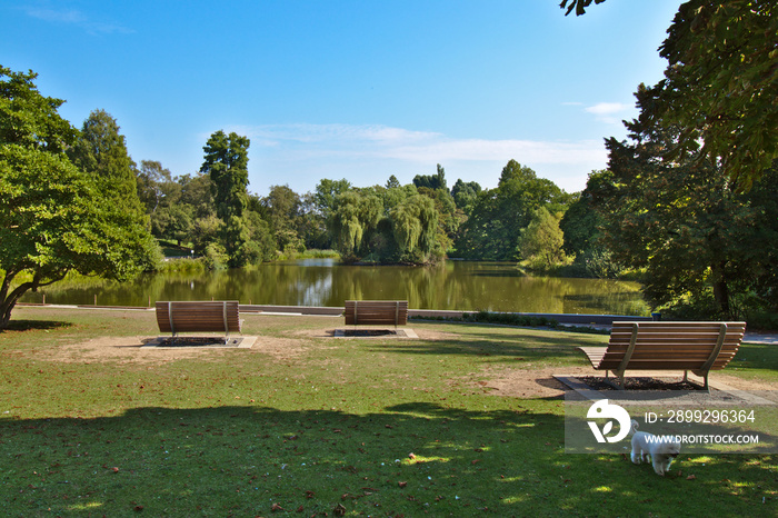 Benches in a city park in front of a pond with a dog in the front