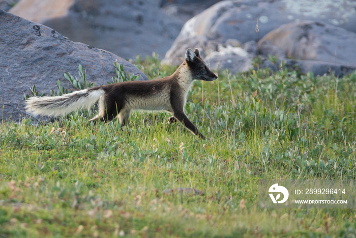 Arctic Fox running over the rocks in Northern Canada