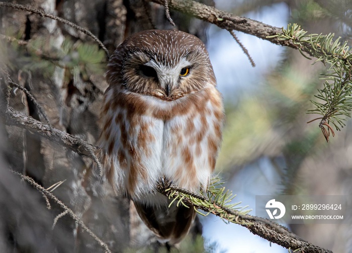 Portrait of a Northern Saw-whet Owl