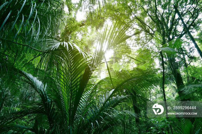 Canopy of jungle