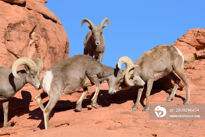 A pair of desert big horn sheep lock horns as two others watch.