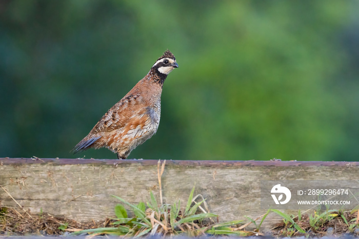 Male northern bobwhite (Colinus virginianus)