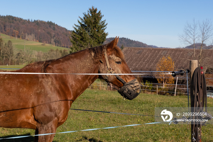 brown-red horse heavily soiled with dirt, with bite protection against wood nibbling behind an electric fence, during the day, without clouds