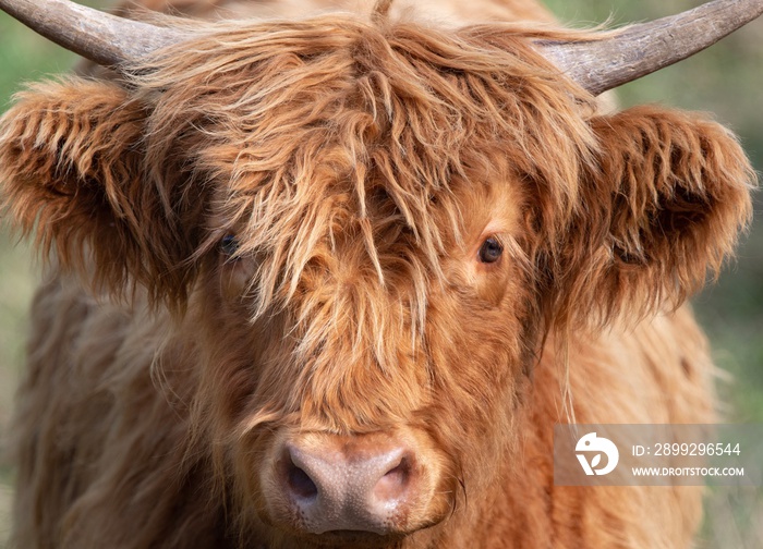 A close up photo of a Highland Cow in a field