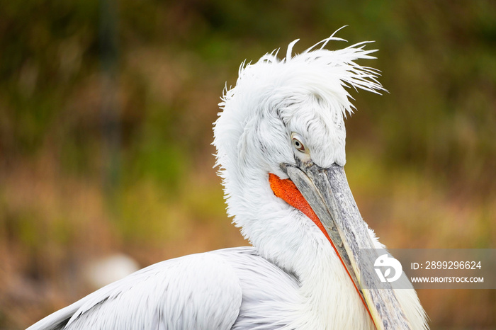 Portrait of a Dalmatian Pelican with white plumage. Pelecanus crispus.