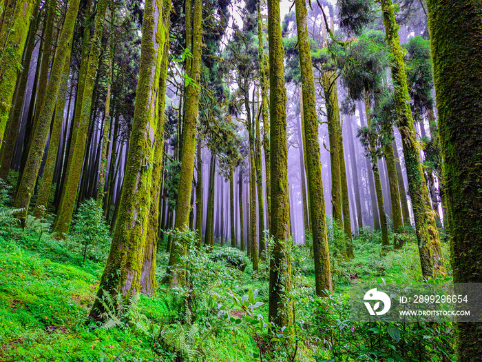 pine tree forest with white defused fog background at morning from different angle