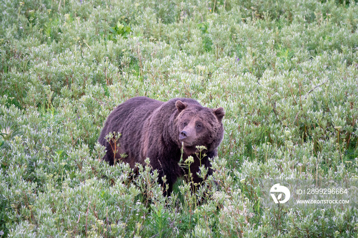 Closeup View of a Grizzly Bear at Yellowstone, Wyoming, USA